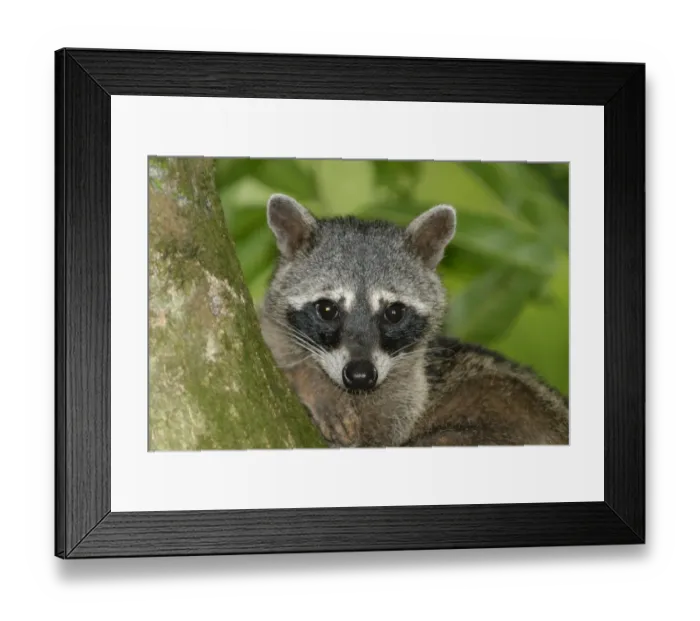 Framed Print : Crab-eating Raccoon (Procyon cancrivorus) adult, close-up of head, resting on tree branch in rainforest Framed Print : Crab-eating Raccoon (Procyon cancrivorus) adult, close-up of head, resting on tree branch in rainforest