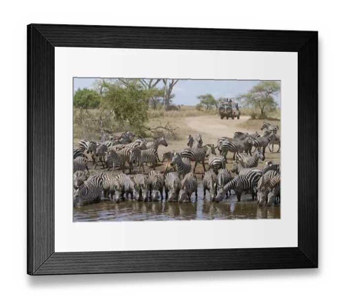 Framed Print : Common Zebra (Equus quagga) adults and foals, herd drinking at waterhole, with safari vehicle in background Framed Print : Common Zebra (Equus quagga) adults and foals, herd drinking at waterhole, with safari vehicle in background