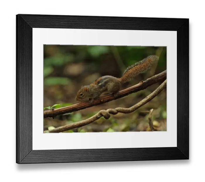 Framed Print : Indochinese Ground Squirrel (Menetes berdmorei) adult, climbing along vine stem, near Kaeng Krachan, Thailand, May Framed Print : Indochinese Ground Squirrel (Menetes berdmorei) adult, climbing along vine stem, near Kaeng Krachan, Thailand, May