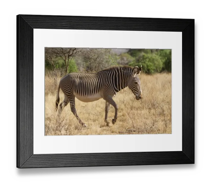 Framed Print : Grevys Zebra (Equus grevyi) adult, walking in dry savannah, Samburu National Reserve, Kenya, August