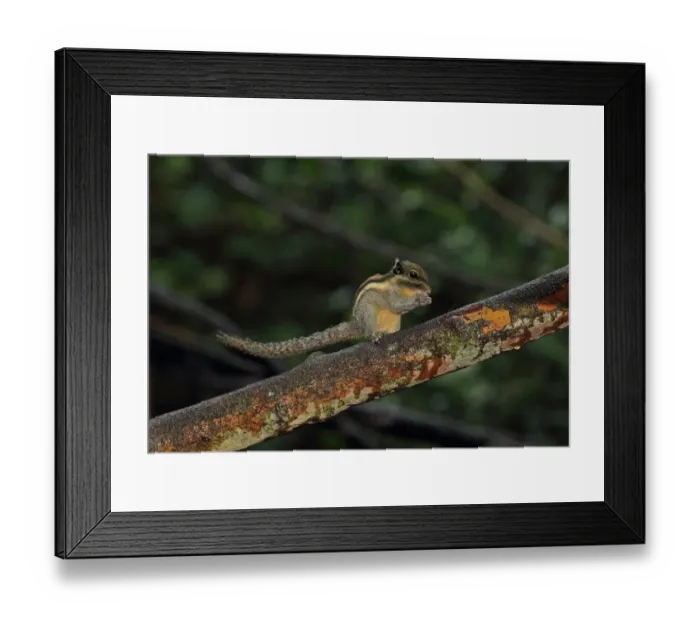 Framed Print : Himalayan Striped Squirrel (Tamiops mcclellandii) adult, feeding, standing on branch, near Kaeng Krachan, Thailand, May Framed Print : Himalayan Striped Squirrel (Tamiops mcclellandii) adult, feeding, standing on branch, near Kaeng Krachan, Thailand, May