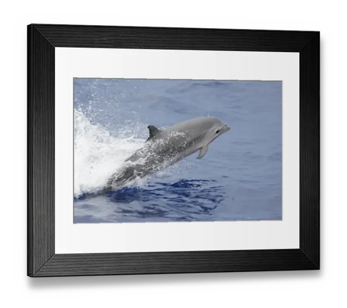 Framed Print : Frasers Dolphin (Lagenodelphis hosei) adult, leaping from sea, off New Ireland, Bismarck Archipelago, Papua New Guinea Framed Print : Frasers Dolphin (Lagenodelphis hosei) adult, leaping from sea, off New Ireland, Bismarck Archipelago, Papua New Guinea