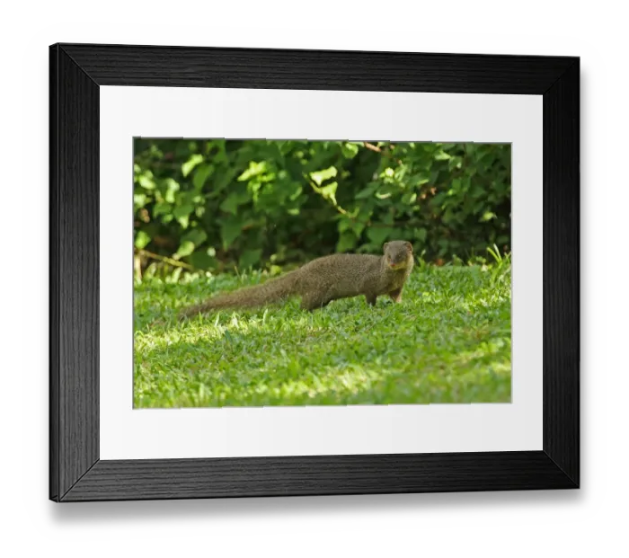 Framed Print : Small Asian Mongoose (Herpestes javanicus) introduced species, adult, standing on hotel lawn, St Framed Print : Small Asian Mongoose (Herpestes javanicus) introduced species, adult, standing on hotel lawn, St