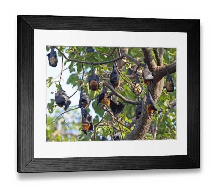 Framed Print : Lyles Flying Fox (Pteropus lylei) adults, group hanging at daytime roost, Siem Reap, Cambodia, January