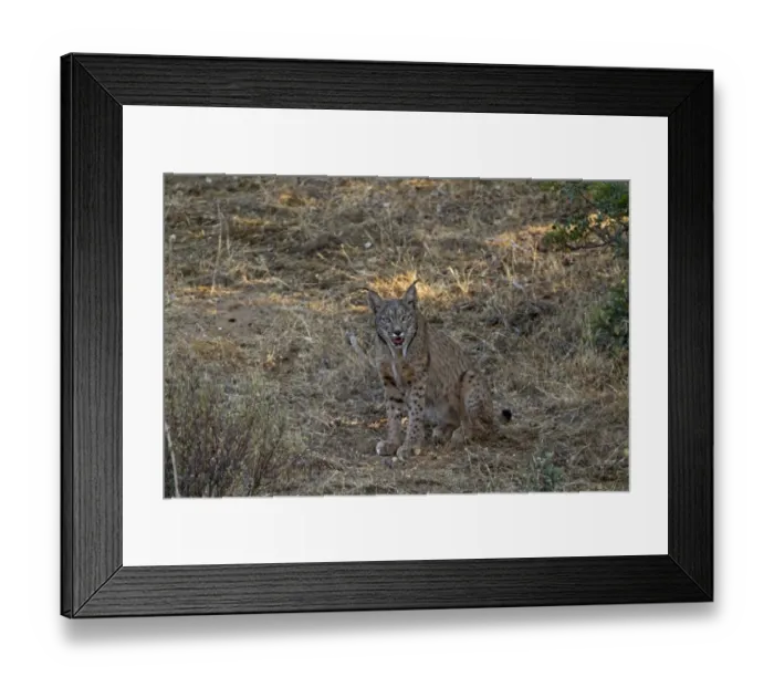 Framed Print : Iberian Lynx (Lynx pardinus) adult, sitting in shade, panting, Sierra Morena, Andalucia, Spain, July Framed Print : Iberian Lynx (Lynx pardinus) adult, sitting in shade, panting, Sierra Morena, Andalucia, Spain, July