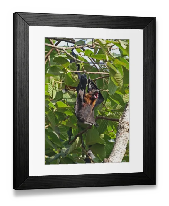 Framed Print : Lyles Flying Fox (Pteropus lylei) adult female, yawning, hanging at daytime roost, Siem Reap, Cambodia, January Framed Print : Lyles Flying Fox (Pteropus lylei) adult female, yawning, hanging at daytime roost, Siem Reap, Cambodia, January