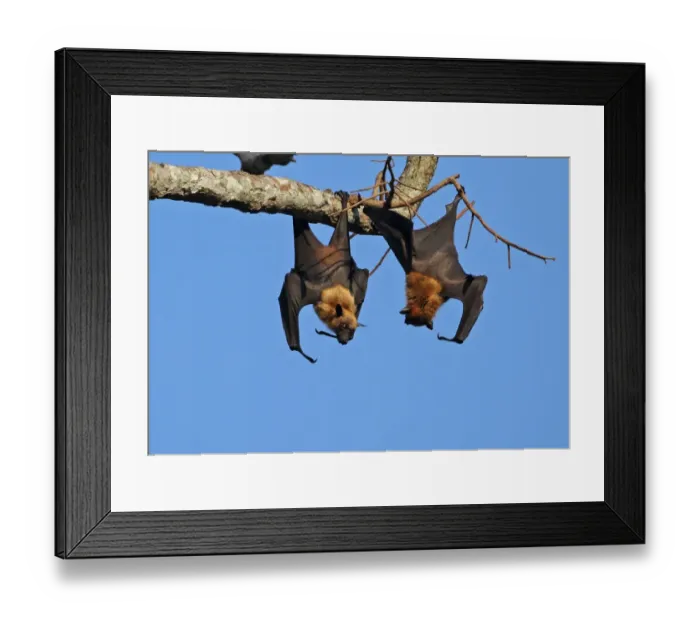 Framed Print : Lyles Flying Fox (Pteropus lylei) two adult males, fighting at daytime roost, Siem Reap, Cambodia, January Framed Print : Lyles Flying Fox (Pteropus lylei) two adult males, fighting at daytime roost, Siem Reap, Cambodia, January