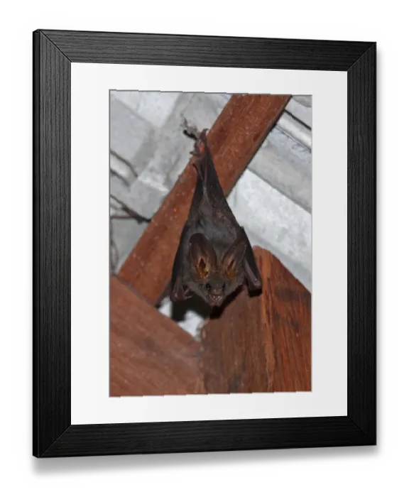 Framed Print : Lesser False Vampire Bat (Megaderma spasma) adult, roosting in house, Tmatboey, Cambodia, January Framed Print : Lesser False Vampire Bat (Megaderma spasma) adult, roosting in house, Tmatboey, Cambodia, January