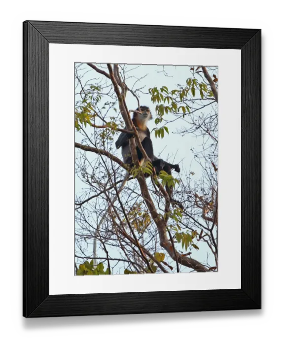 Framed Print : Black-shanked Douc Langur (Pygathrix nigripes) adult, sitting high in tree, Dakdam Highland, Cambodia, January Framed Print : Black-shanked Douc Langur (Pygathrix nigripes) adult, sitting high in tree, Dakdam Highland, Cambodia, January