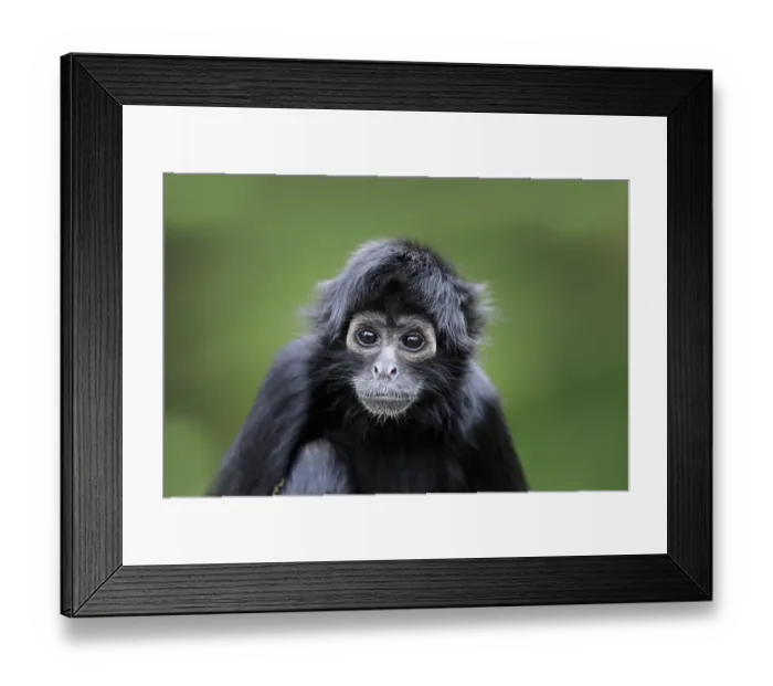 Framed Print : Black-headed Spider Monkey (Ateles fusciceps robustus) young, close-up of head, (captive) Framed Print : Black-headed Spider Monkey (Ateles fusciceps robustus) young, close-up of head, (captive)