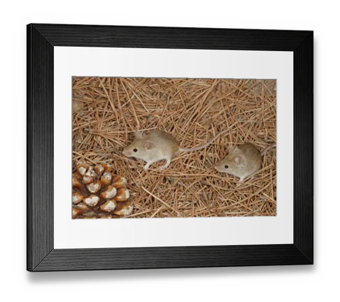 Framed Print : Algerian Mouse (Mus spretus) two adults, standing on pine needles, Spain, September (controlled)