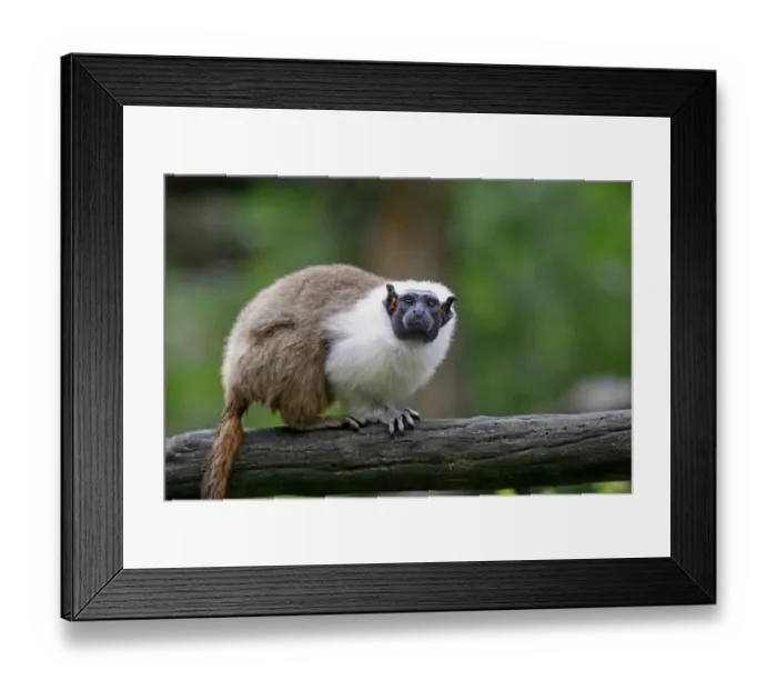 Framed Print : Pied Tamarin (Saguinus bicolor) adult, standing on branch (captive) Framed Print : Pied Tamarin (Saguinus bicolor) adult, standing on branch (captive)