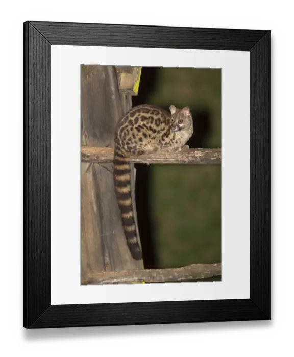 Framed Print : Rusty-spotted Genet (Genetta maculata) adult, sitting on beam at night, Mount Kenya N. P. Kenya, August Framed Print : Rusty-spotted Genet (Genetta maculata) adult, sitting on beam at night, Mount Kenya N. P. Kenya, August