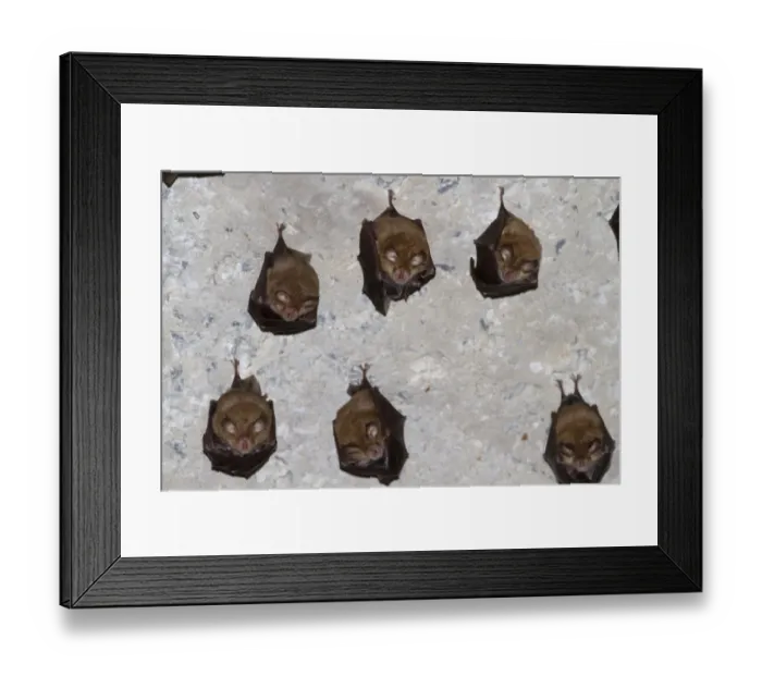 Framed Print : Mediterranean Horseshoe Bat (Rhinolophus euryale) adults, colony hanging on ceiling of old house, Paklenica N. P Framed Print : Mediterranean Horseshoe Bat (Rhinolophus euryale) adults, colony hanging on ceiling of old house, Paklenica N. P