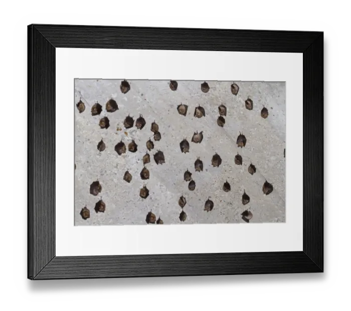 Framed Print : Mediterranean Horseshoe Bat (Rhinolophus euryale) adults, colony hanging on ceiling of old house, Paklenica N. P Framed Print : Mediterranean Horseshoe Bat (Rhinolophus euryale) adults, colony hanging on ceiling of old house, Paklenica N. P