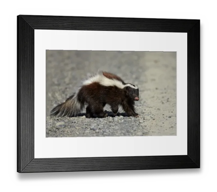 Framed Print : Patagonian Hog-nosed Skunk (Conepatus humboldtii) adult, walking on gravel, Torres del Paine N. P Framed Print : Patagonian Hog-nosed Skunk (Conepatus humboldtii) adult, walking on gravel, Torres del Paine N. P