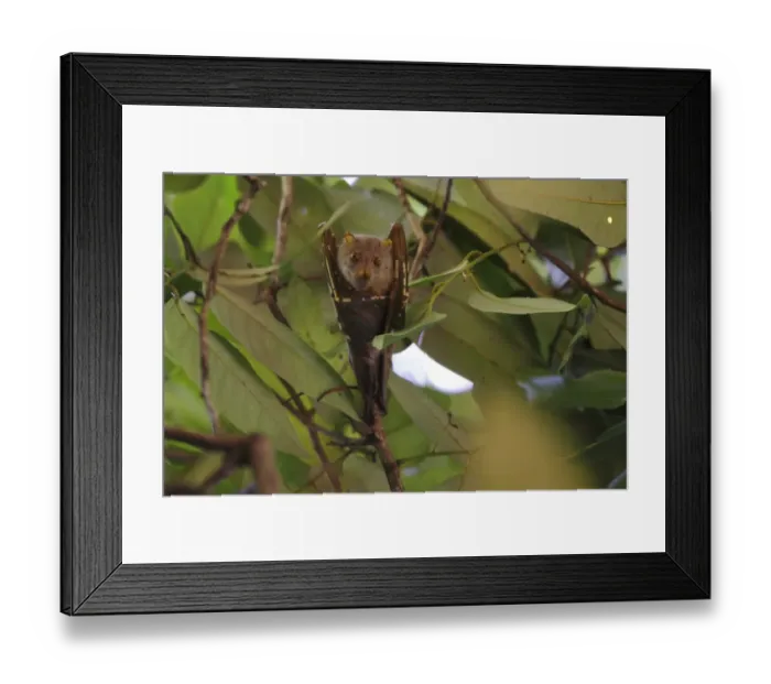 Framed Print : Umboi Tube-nosed Fruit Bat (Nyctimene vizcaccia) adult, hanging beneath canopy, Restorf Island, Kimbe Bay Framed Print : Umboi Tube-nosed Fruit Bat (Nyctimene vizcaccia) adult, hanging beneath canopy, Restorf Island, Kimbe Bay