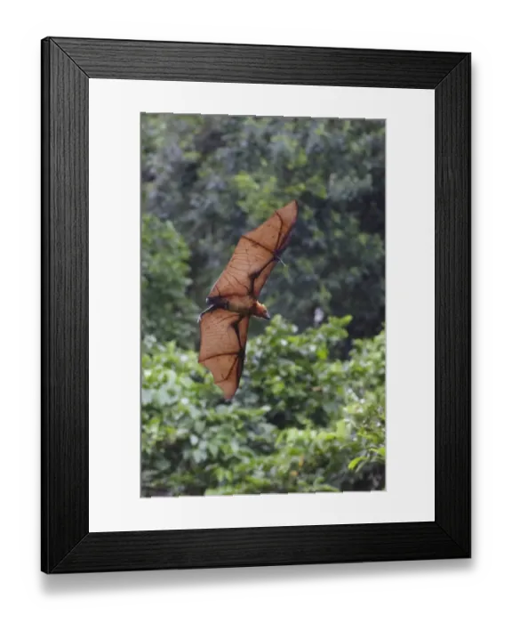 Framed Print : Bismarck Flying Fox (Pteropus neohibernicus) adult, in flight, New Ireland, Bismarck Archipelago, Papua New Guinea Framed Print : Bismarck Flying Fox (Pteropus neohibernicus) adult, in flight, New Ireland, Bismarck Archipelago, Papua New Guinea