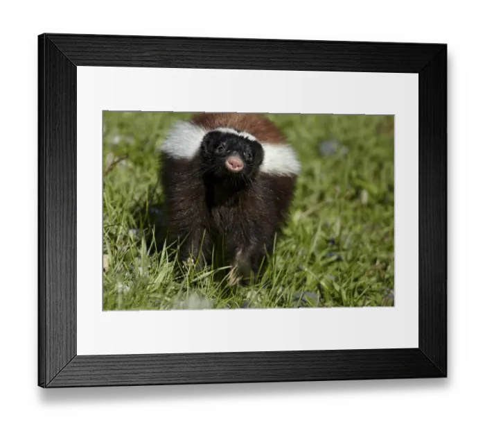 Framed Print : Patagonian Hog-nosed Skunk (Conepatus humboldtii) adult, walking on grass, Torres del Paine N. P Framed Print : Patagonian Hog-nosed Skunk (Conepatus humboldtii) adult, walking on grass, Torres del Paine N. P