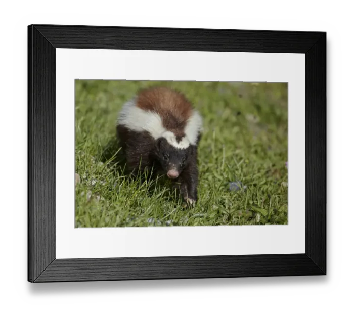 Framed Print : Patagonian Hog-nosed Skunk (Conepatus humboldtii) adult, walking on grass, Torres del Paine N. P Framed Print : Patagonian Hog-nosed Skunk (Conepatus humboldtii) adult, walking on grass, Torres del Paine N. P