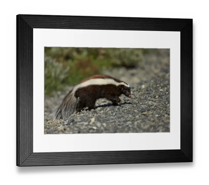 Framed Print : Patagonian Hog-nosed Skunk (Conepatus humboldtii) adult, walking on gravel, Torres del Paine N. P