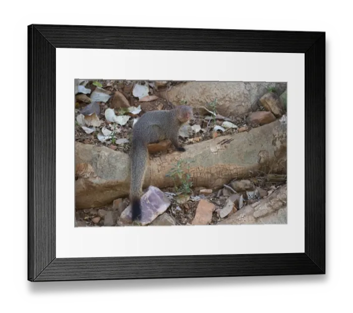 Framed Print : Ruddy Mongoose (Herpestes smithii) adult, sitting on rocks and tree roots, Ranthambore N. P. Rajasthan, India, March Framed Print : Ruddy Mongoose (Herpestes smithii) adult, sitting on rocks and tree roots, Ranthambore N. P. Rajasthan, India, March