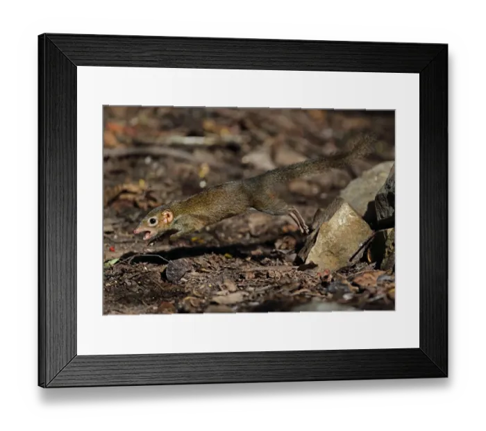 Framed Print : Northern Treeshrew (Tupaia belangeri) adult, giving alarm call, jumping from pile of rocks, near Kaeng Krachan Framed Print : Northern Treeshrew (Tupaia belangeri) adult, giving alarm call, jumping from pile of rocks, near Kaeng Krachan
