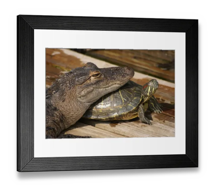 Framed Print : American Alligator (Alligator mississipiensis) juvenile, close-up of head Framed Print : American Alligator (Alligator mississipiensis) juvenile, close-up of head