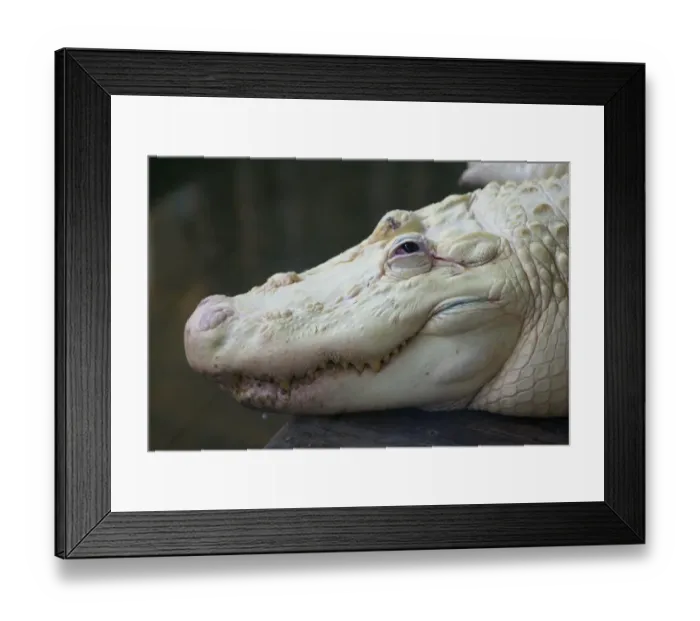 Framed Print : American Alligator (Alligator mississipiensis) leucistic adult, close-up of head, Florida, U. S. A. June (captive) Framed Print : American Alligator (Alligator mississipiensis) leucistic adult, close-up of head, Florida, U. S. A. June (captive)