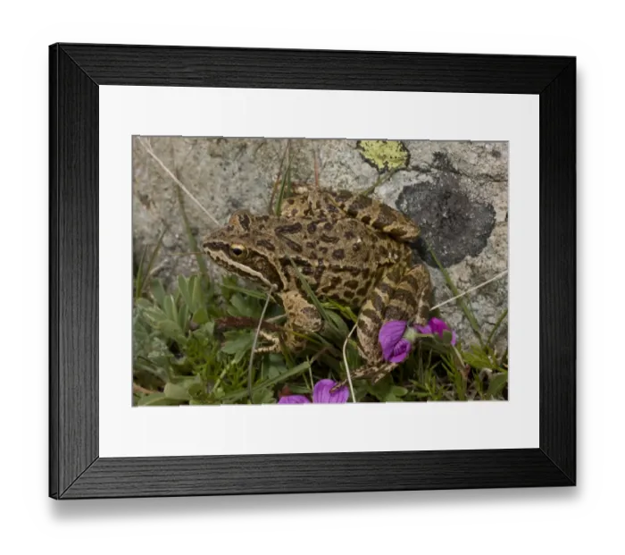 Framed Print : Long-legged Wood Frog (Rana macrocnemis) adult, sitting beside rock at high altitude, Pontic Mountains, Anatolia Framed Print : Long-legged Wood Frog (Rana macrocnemis) adult, sitting beside rock at high altitude, Pontic Mountains, Anatolia