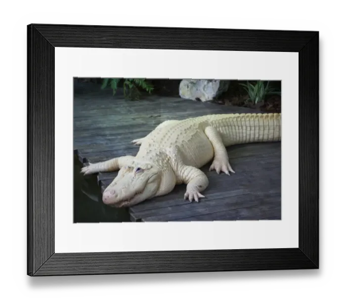 Framed Print : American Alligator (Alligator mississipiensis) leucistic adult, Florida, U. S. A. June (captive) Framed Print : American Alligator (Alligator mississipiensis) leucistic adult, Florida, U. S. A. June (captive)