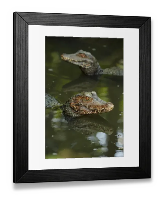 Framed Print : Cuviers Dwarf Caiman (Paleosuchus palpebrosus) two adults, resting in shallow water, Singapore Zoo