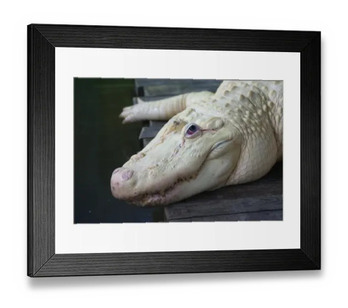 Framed Print : American Alligator (Alligator mississipiensis) leucistic adult, close-up of head, Florida, U. S. A. June (captive) Framed Print : American Alligator (Alligator mississipiensis) leucistic adult, close-up of head, Florida, U. S. A. June (captive)