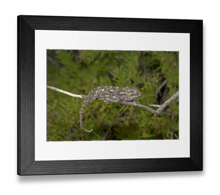 Framed Print : Common Chameleon (Chamaeleo chamaeleon) adult, climbing along twig, Malta, November Framed Print : Common Chameleon (Chamaeleo chamaeleon) adult, climbing along twig, Malta, November