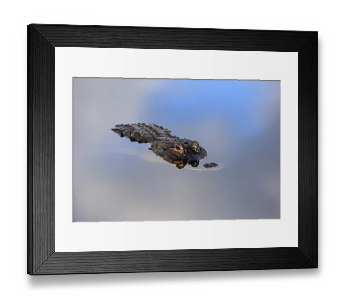 Framed Print : American Alligator (Alligator mississipiensis) adult, resting at surface of water, Wakodahatchee Wetlands Framed Print : American Alligator (Alligator mississipiensis) adult, resting at surface of water, Wakodahatchee Wetlands