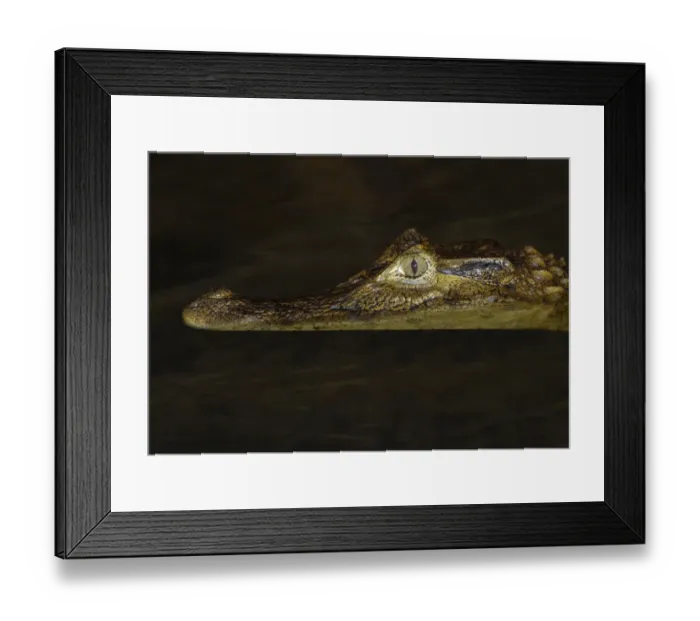Framed Print : Spectacled Caiman (Caiman crocodilus) immature, close-up of head, at surface of water in flooded forest Framed Print : Spectacled Caiman (Caiman crocodilus) immature, close-up of head, at surface of water in flooded forest
