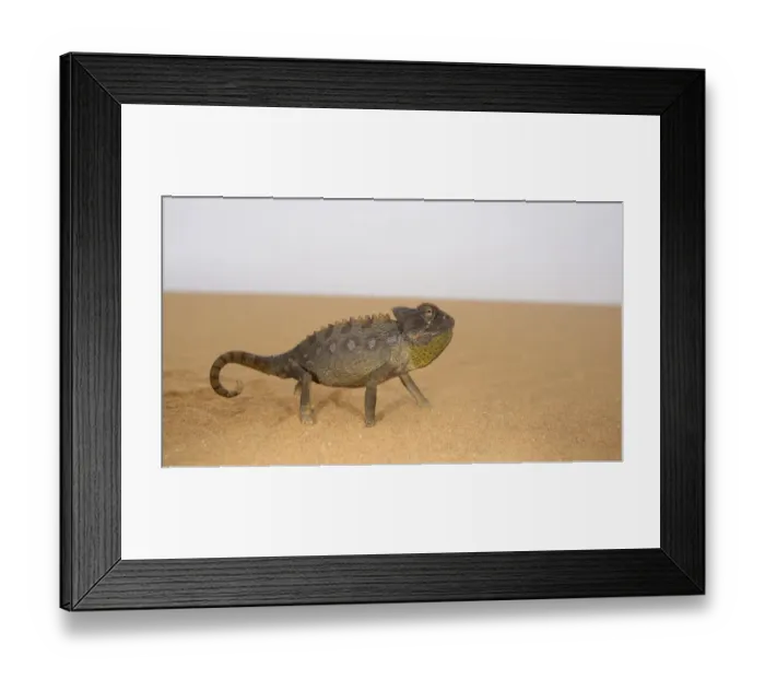Framed Print : Namaqua Chameleon (Chamaeleo namaquensis) adult, walking on sand dune in desert, Namib Desert, Namibia, February Framed Print : Namaqua Chameleon (Chamaeleo namaquensis) adult, walking on sand dune in desert, Namib Desert, Namibia, February