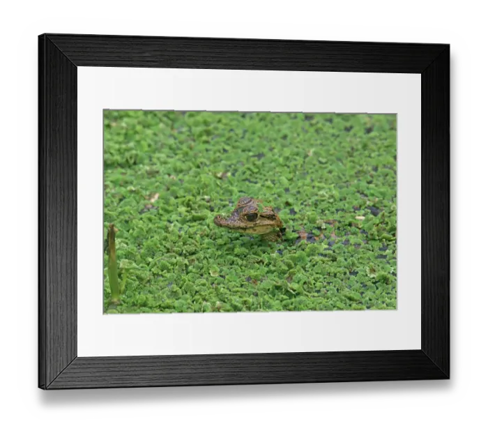 Framed Print : Spectacled Caiman (Caiman crocodilus) baby, head amongst aquatic vegetation, Trinidad, Trinidad and Tobago, April