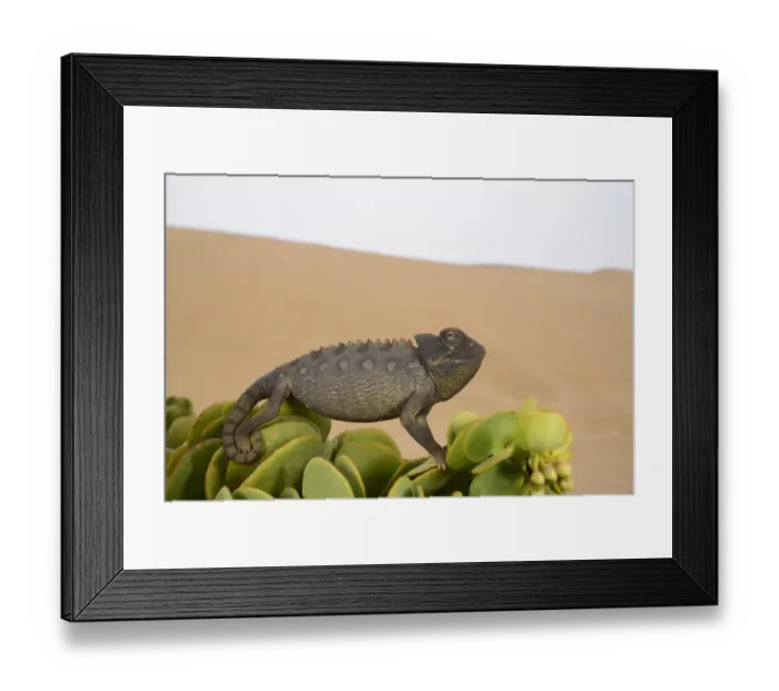 Framed Print : Namaqua Chameleon (Chamaeleo namaquensis) adult, clinging to succulent leaves in desert, Namib Desert, Namibia Framed Print : Namaqua Chameleon (Chamaeleo namaquensis) adult, clinging to succulent leaves in desert, Namib Desert, Namibia