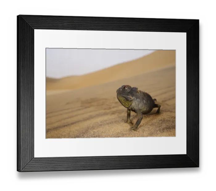 Framed Print : Namaqua Chameleon (Chamaeleo namaquensis) adult, walking on sand dune in desert, Namib Desert, Namibia, February Framed Print : Namaqua Chameleon (Chamaeleo namaquensis) adult, walking on sand dune in desert, Namib Desert, Namibia, February