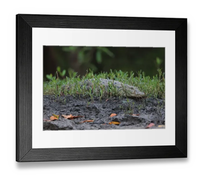 Framed Print : West African Crocodile (Crocodylus suchus) immature, resting on riverbank, Gambia, January Framed Print : West African Crocodile (Crocodylus suchus) immature, resting on riverbank, Gambia, January