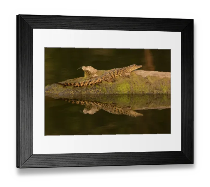 Framed Print : Nile Crocodile (Crocodylus niloticus) juvenile, resting on log in river, Kafue N. P. Zambia, September Framed Print : Nile Crocodile (Crocodylus niloticus) juvenile, resting on log in river, Kafue N. P. Zambia, September