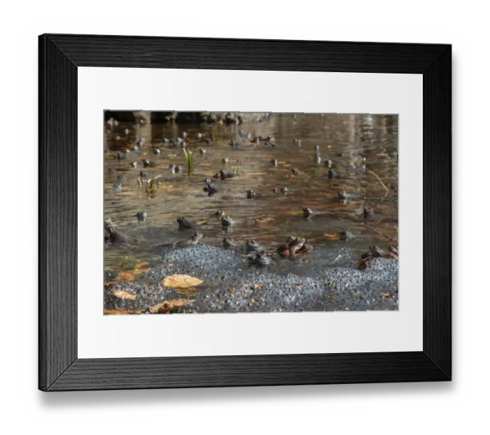 Framed Print : Common Frog (Rana temporaria) adult males, group waiting for females in montane pool with spawn during breeding season Framed Print : Common Frog (Rana temporaria) adult males, group waiting for females in montane pool with spawn during breeding season