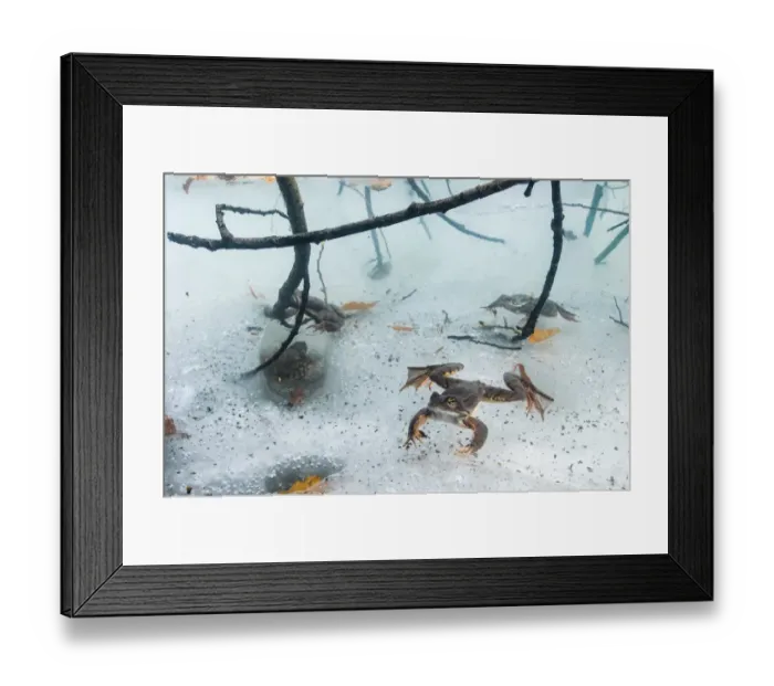Framed Print : Common Frog (Rana temporaria) adult males, underwater in icy montane pool during breeding season, Italy, March Framed Print : Common Frog (Rana temporaria) adult males, underwater in icy montane pool during breeding season, Italy, March