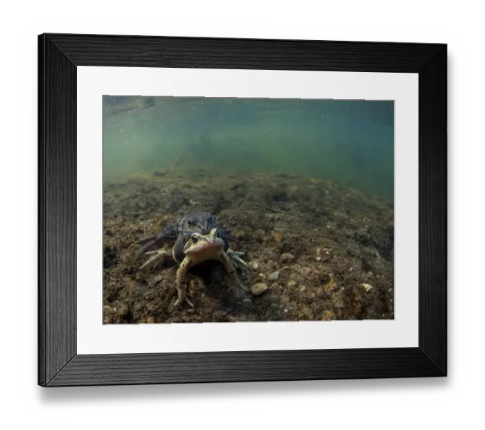 Framed Print : Common Frog (Rana temporaria) adult pair, in amplexus, mating on gravel riverbed in river habitat, Nottinghamshire Framed Print : Common Frog (Rana temporaria) adult pair, in amplexus, mating on gravel riverbed in river habitat, Nottinghamshire