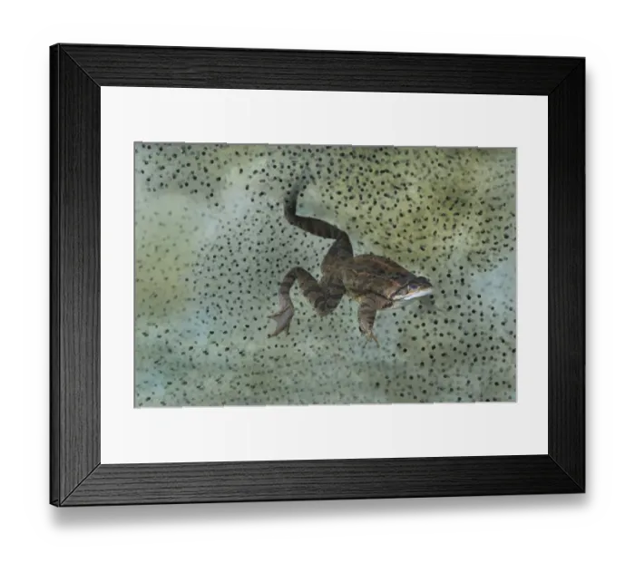 Framed Print : Common Frog (Rana temporaria) adult, swimming underwater, surrounded by frogspawn in garden pond, Bentley, Suffolk Framed Print : Common Frog (Rana temporaria) adult, swimming underwater, surrounded by frogspawn in garden pond, Bentley, Suffolk