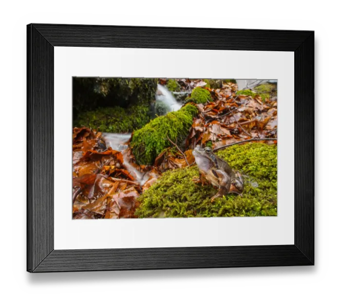 Framed Print : Common Frog (Rana temporaria) adult male, sitting on moss beside montane stream, Italy, April Framed Print : Common Frog (Rana temporaria) adult male, sitting on moss beside montane stream, Italy, April
