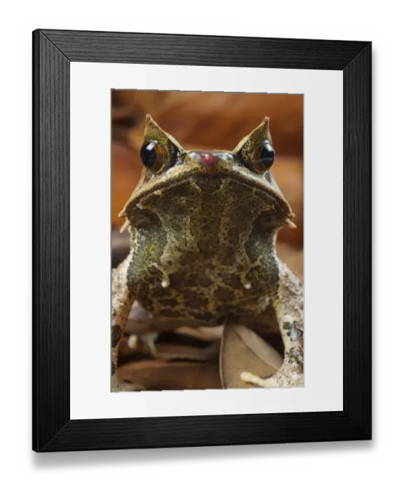 Framed Print : Asian Horned Frog (Megophrys nasuta) adult male, sitting on leaf litter, Borneo (captive) Framed Print : Asian Horned Frog (Megophrys nasuta) adult male, sitting on leaf litter, Borneo (captive)