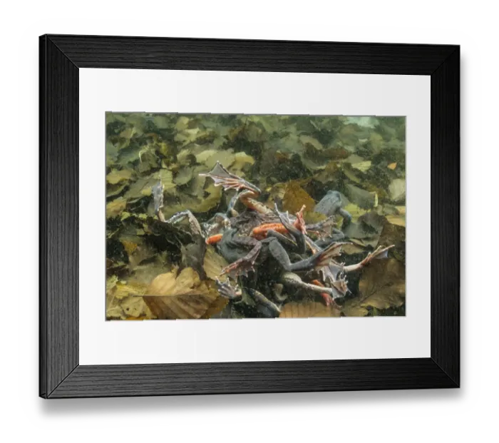Framed Print : Common Frog (Rana temporaria) adults, group in orgy during breeding season, underwater in montane pool, Italy, April Framed Print : Common Frog (Rana temporaria) adults, group in orgy during breeding season, underwater in montane pool, Italy, April
