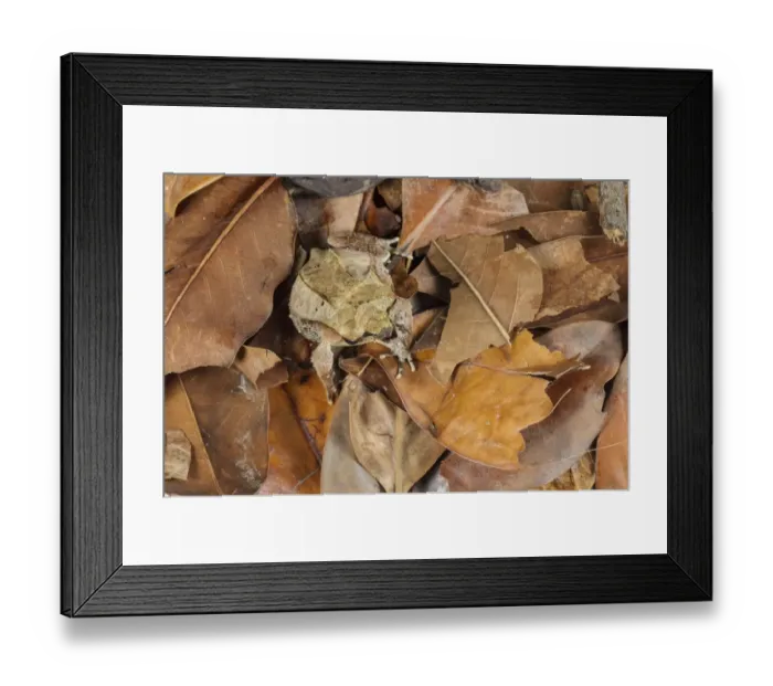 Framed Print : Asian Horned Frog (Megophrys nasuta) adult male, sitting on leaf litter, Borneo (captive) Framed Print : Asian Horned Frog (Megophrys nasuta) adult male, sitting on leaf litter, Borneo (captive)
